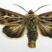 Antler Moth Adult - Cerapteryx graminis