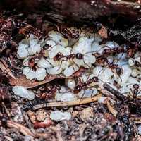 Ants tending grubs in the nest