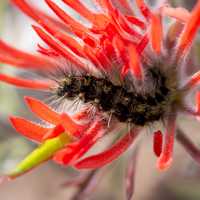 Arctiin larva on paintbrush plant