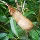 Atlas Moth Pupa - Attacus atlas