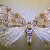 Autumnal moth Adult - Epirrita autumnata