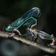 Banded demoiselle mating