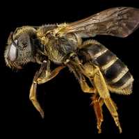 Bee macro closeup
