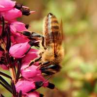 Bee on flower