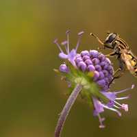 Bee on Purple Flower