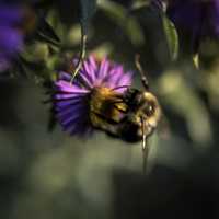 Bee on violet flower