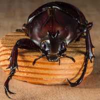 Beetle on a peg of wood