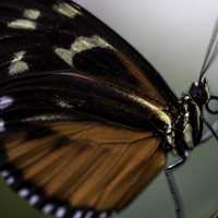 Black and orange butterfly with white dots on wing macro