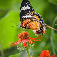 Black and Orange Butterfly