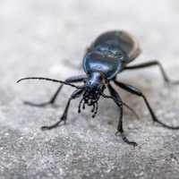 Black Beetle  on Concrete