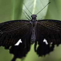Black Butterfly on a leaf