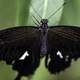 Black Butterfly on a leaf