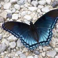 Blue Butterfly on the ground