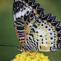Bright Yellow, Orange, and Black Butterfly