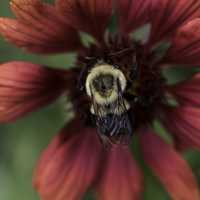 Bumblebee in the center of a red flower