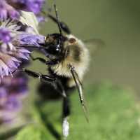 Bumble Bee on purple flower at Horicon