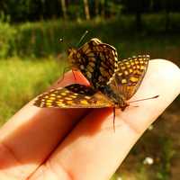 Butterflies on Fingers