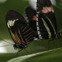 Butterfly Mating Action