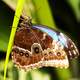 Butterfly on a grass