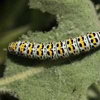 Caterpillar eating a leaf