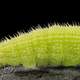Caterpillar macro shot
