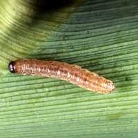 Caterpillar of European Corn Borer - Ostrinia nubilalis