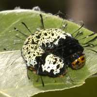 Caterpillar of the Madagascan sunset moth - Chrysiridia rhipheus