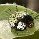 Caterpillar of the Madagascan sunset moth - Chrysiridia rhipheus