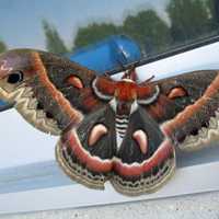 Cecropia Moth landing on Window - Hyalophora cecropia