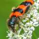 Checkered Beetle on white flower - trichodes apiarius