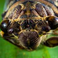 Close Macro of an insect head