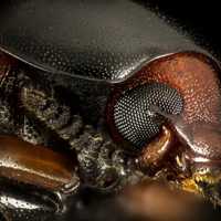 Close up details of Bee face and eyes