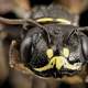 Close up macro of a Bee Face