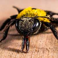 Close-up macro of a Bee