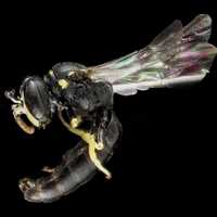 Close up of Bee Anatomy