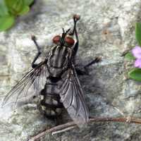 Close-up of fly on rock