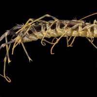 Close up of House Centipede