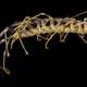 Close up of House Centipede