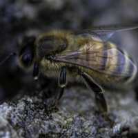 Close-up of bee taking a drink