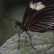 Closeup of black and red Butterfly