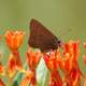 Coral Hairstreak, Satyrium titus 