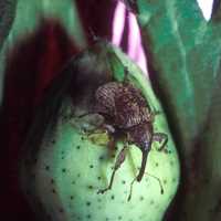Cotton Boll Weevil - Anthonomus grandis