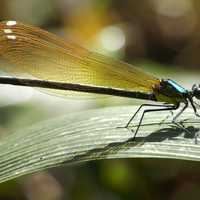 Damselfly on Blade of Grass