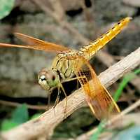 Dragonfly on a stick