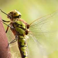 Dragonfly Close-up Macro