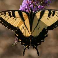 Eastern Tiger Swallowtail,Papilio glaucus Butterfly
