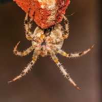 European Garden Spider - Araneus diadematus