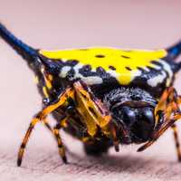 Exotic Yellow Spider