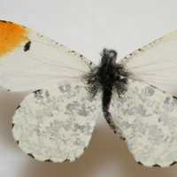 Falcate Orangetip, Anthocharis midea Butterfly