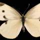 Female Cabbage White, Pieris rapae 